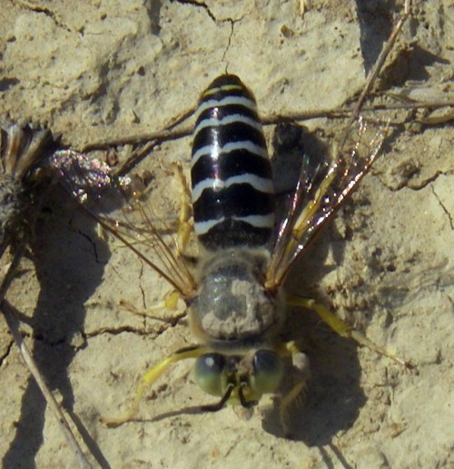 Spagna: La regione  de Monegros, paradiso entomologico